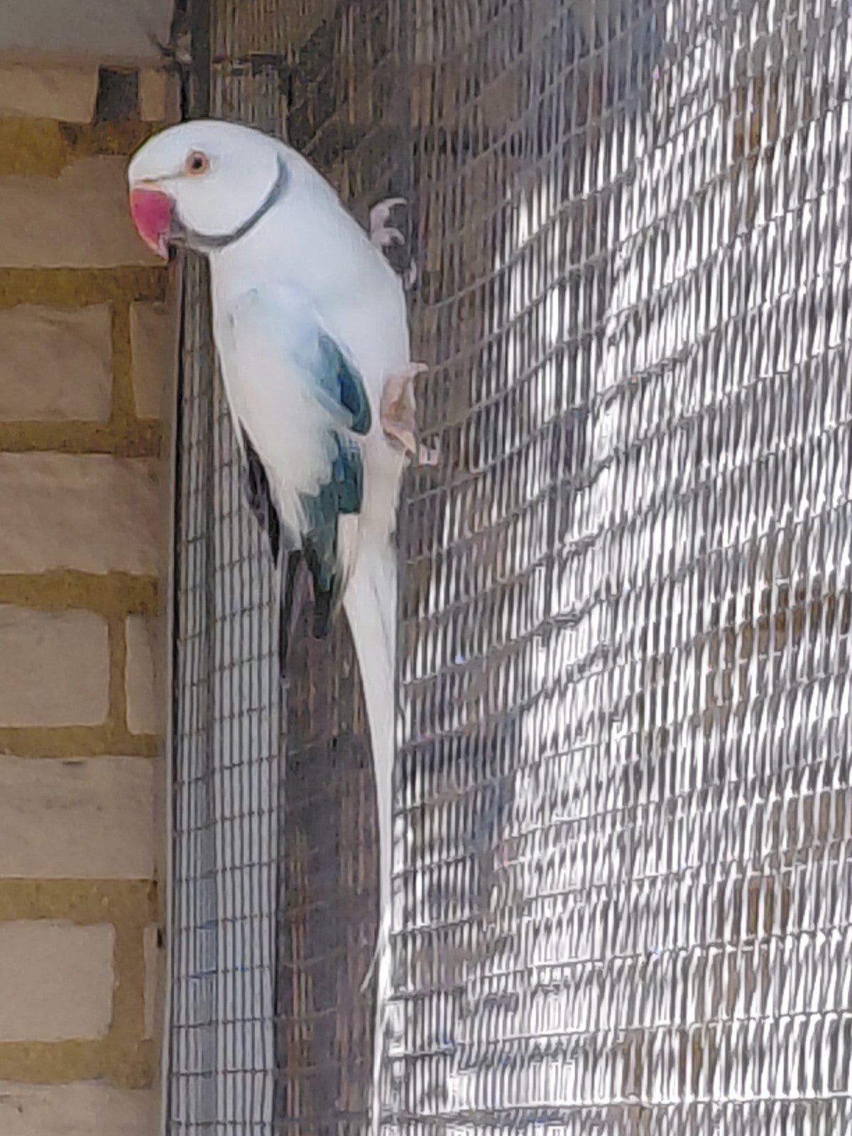 Blauw opaline wtkwst  halsbandparkiet  23, Dieren en Toebehoren, Vogels | Parkieten en Papegaaien, Mannelijk, Parkiet, Geringd