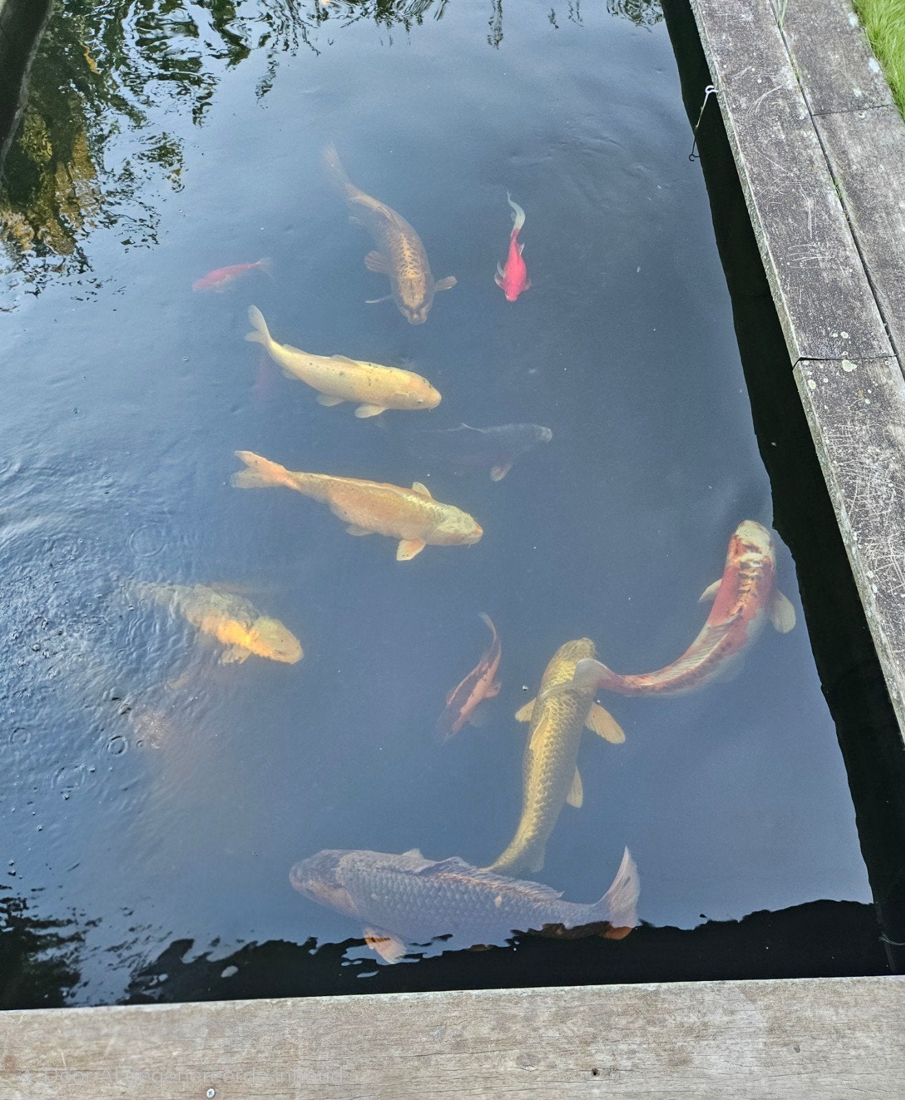 7 mooie karpervissen, Dieren en Toebehoren, Karper of Koi
