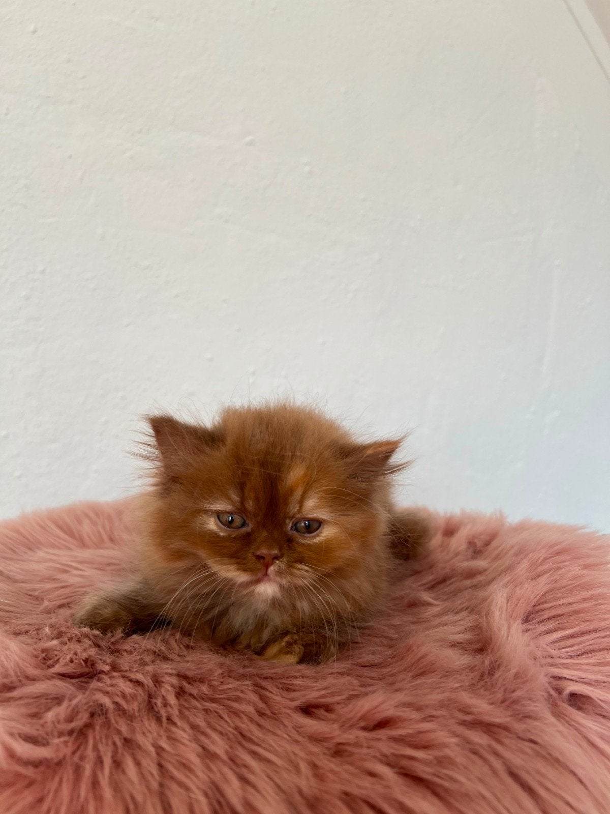 Foto 8 van Wij mogen verhuizen! Prachtige kittens met stamboom