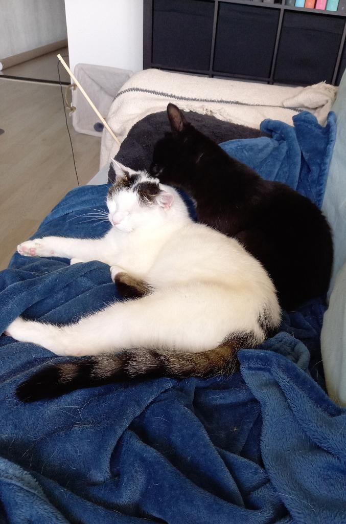 Aangeboden: Kattenoppas aan huis, Ophalen, Nieuw, Overig speelgoed