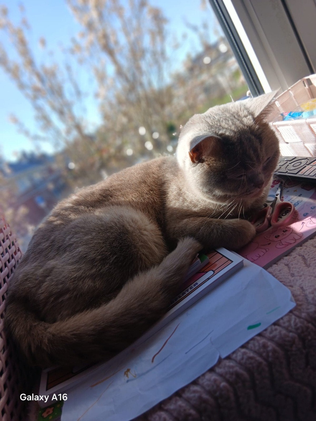 rasechte britse korthaar *STAMBOOM* Fawn kleur, Poes, Met stamboom