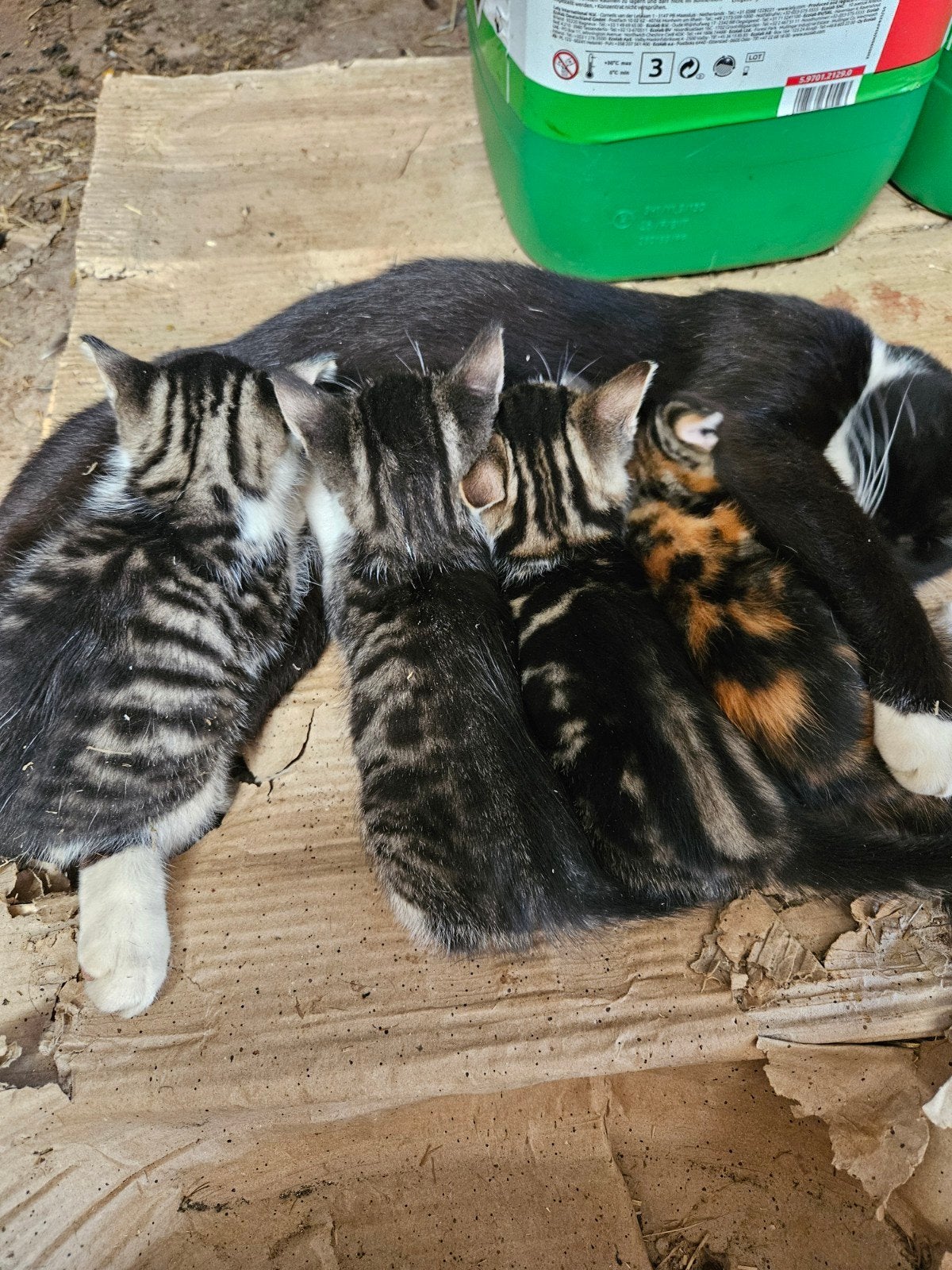 Kittens (katertjes) zoeken lief baasje, Dieren en Toebehoren, Kater