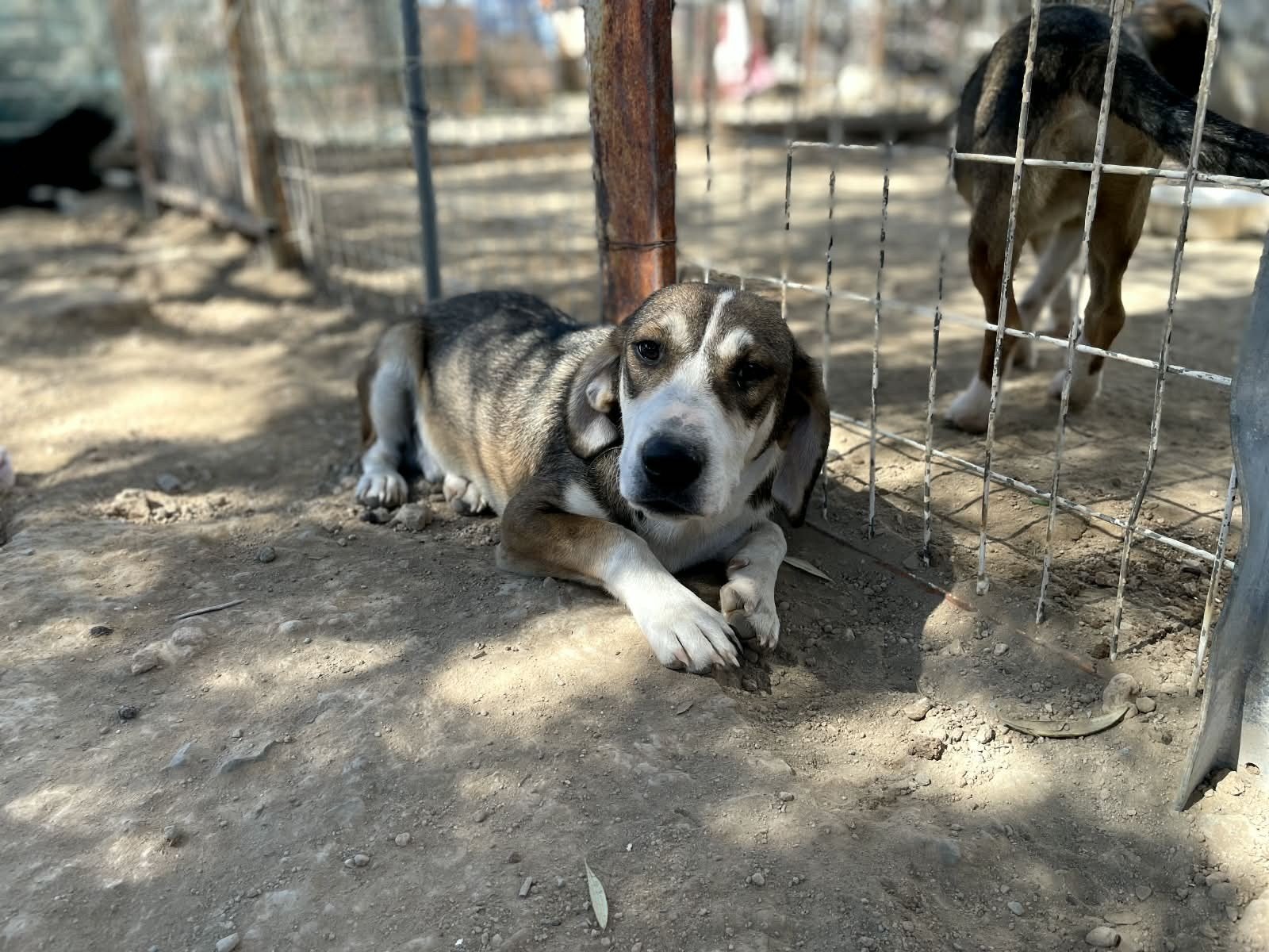 Kovi verblijft in Cyprus, Nederland, 15 weken tot 1 jaar, Eén hond, Middel