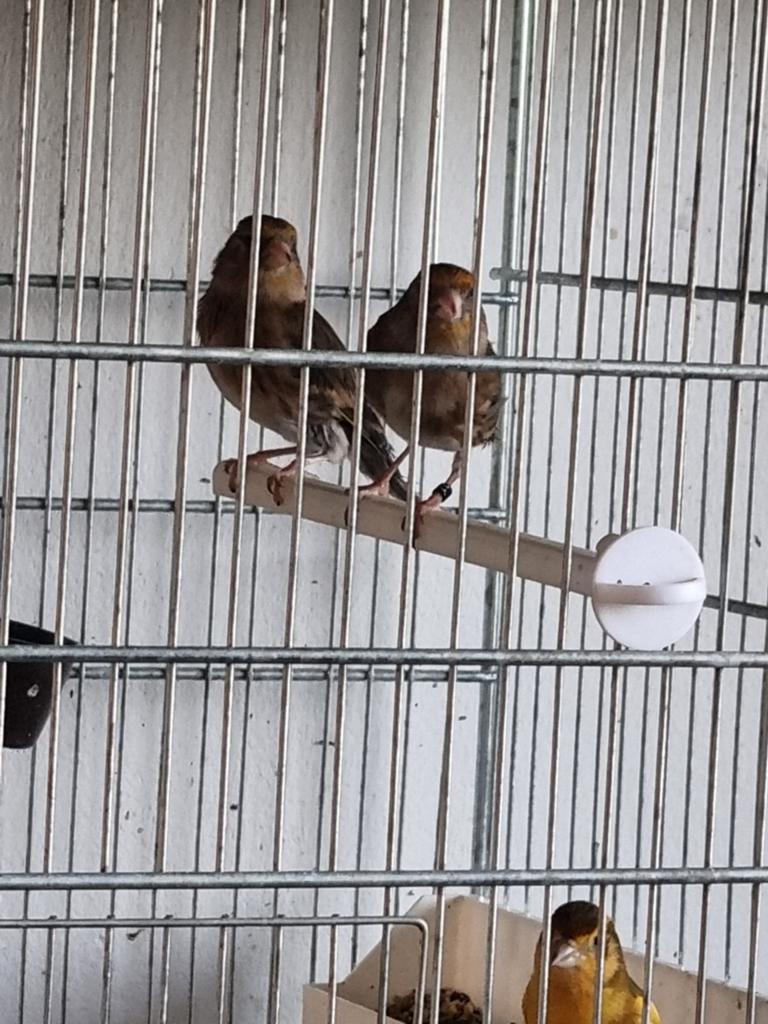 Bastaarden parva x harlekijn kanarie 5 stuks, Dieren en Toebehoren, Meerdere dieren, Kleurkanarie