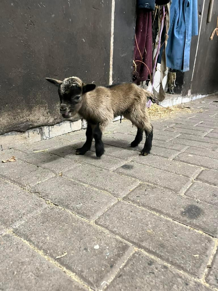 Dwerggeit lammetje