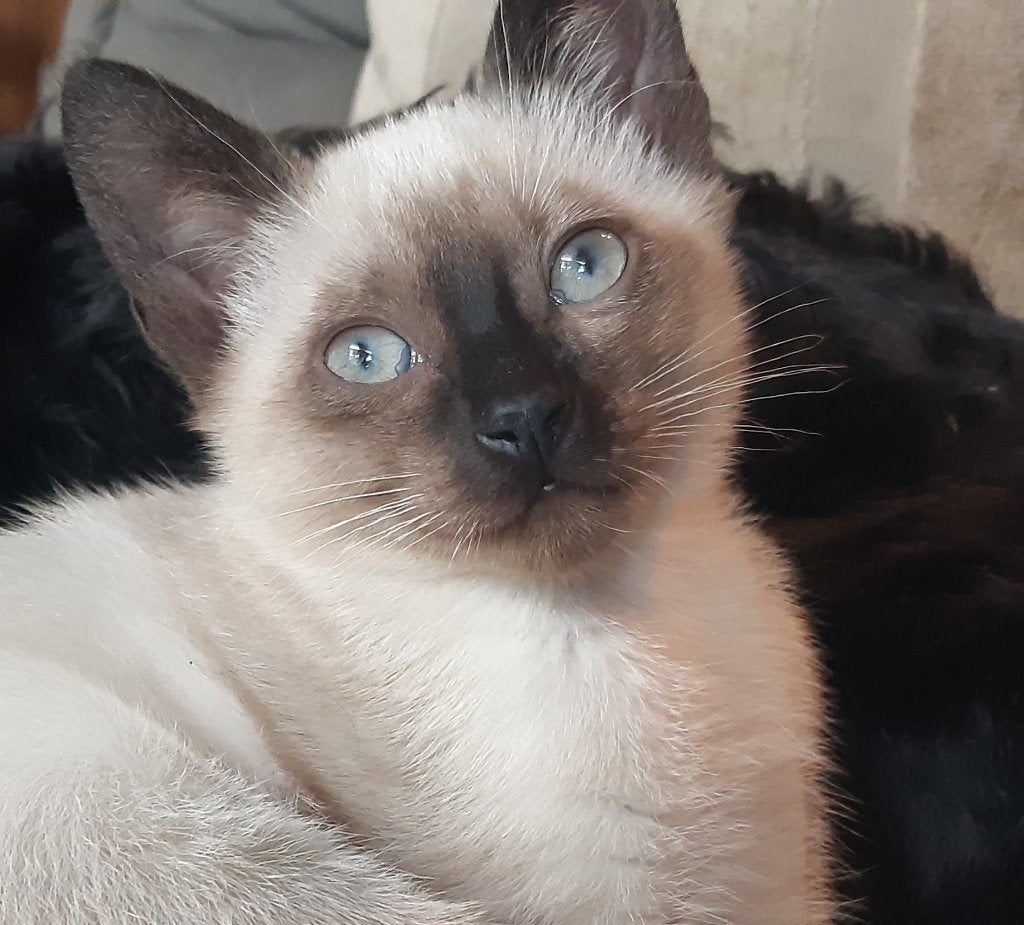 Siamees kitten (Thai, sealpoint) te koop, Kater, Kortharig, 0 tot 2 jaar