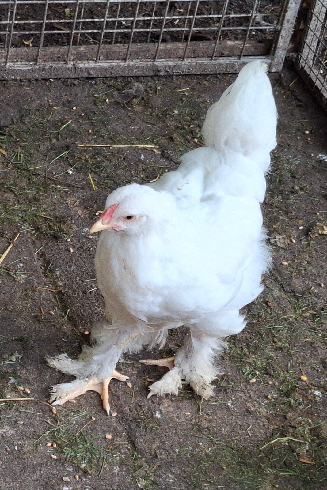 Brahma groot kuikens spierwit, Dieren en Toebehoren, Pluimvee, Geslacht onbekend, Kip