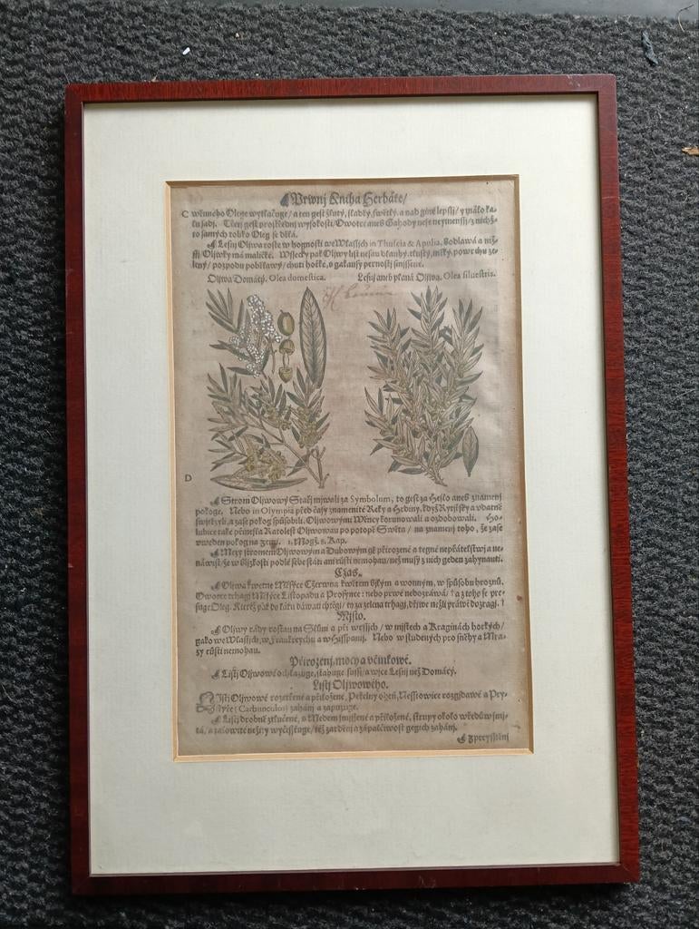 Botanische gravure - 17e eeuw - Olijfboom -  Kreutterbuch, Antiek en Kunst, Kunst | Etsen en Gravures, Ophalen of Verzenden