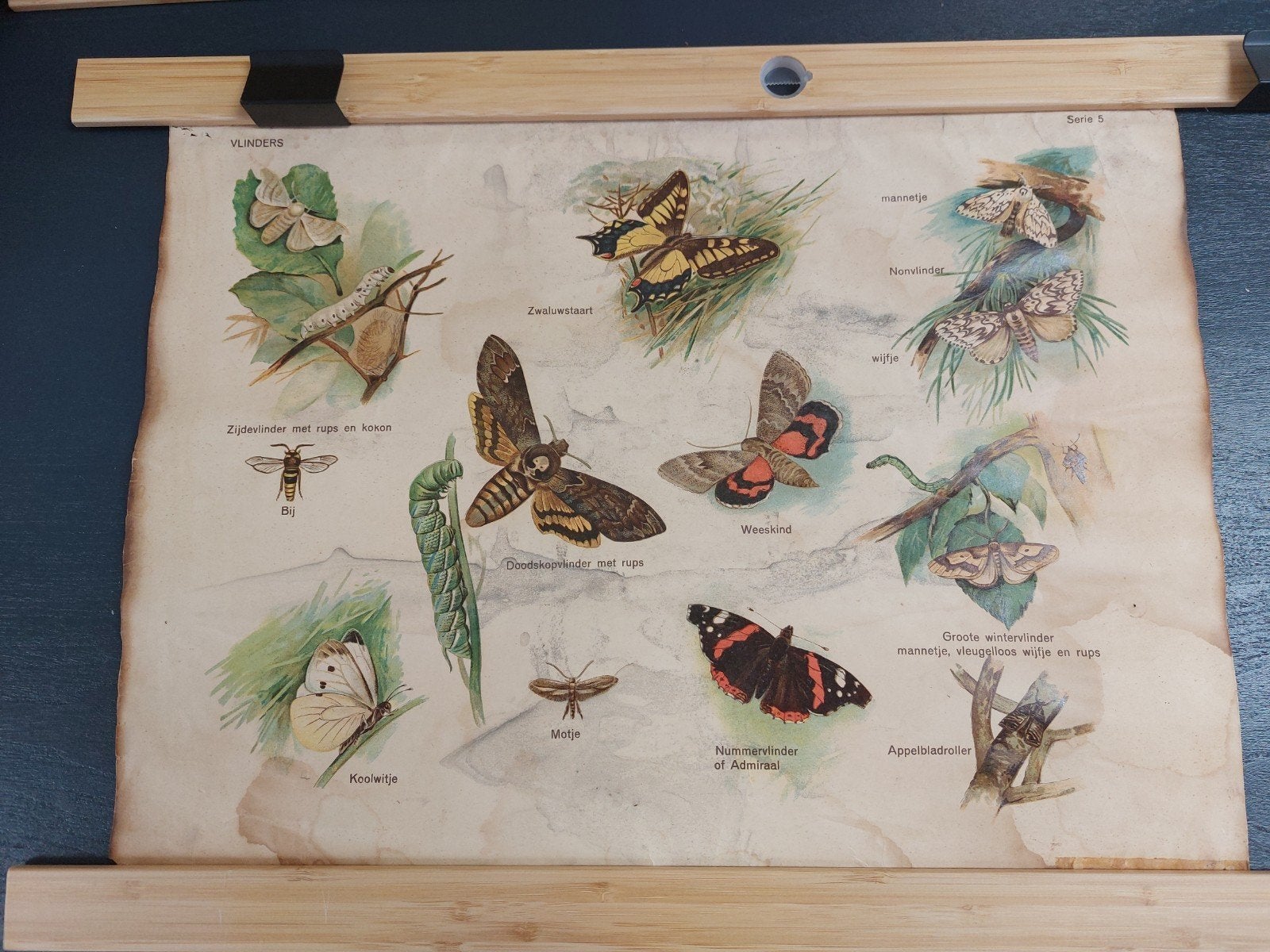 Vintage schoolplaat vlinders, vissen en grote katachtigen, Ophalen of Verzenden, Natuur en Biologie