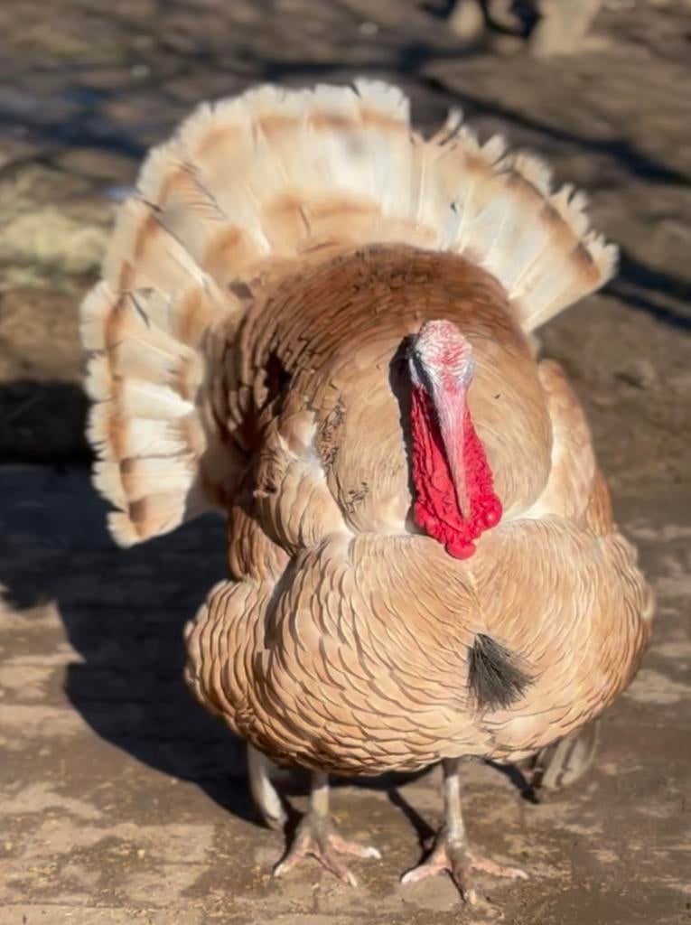 Broedeieren kalkoen, Rode Ardenner x Zwarte American, Dieren en Toebehoren, Pluimvee, Meerdere dieren, Kalkoen