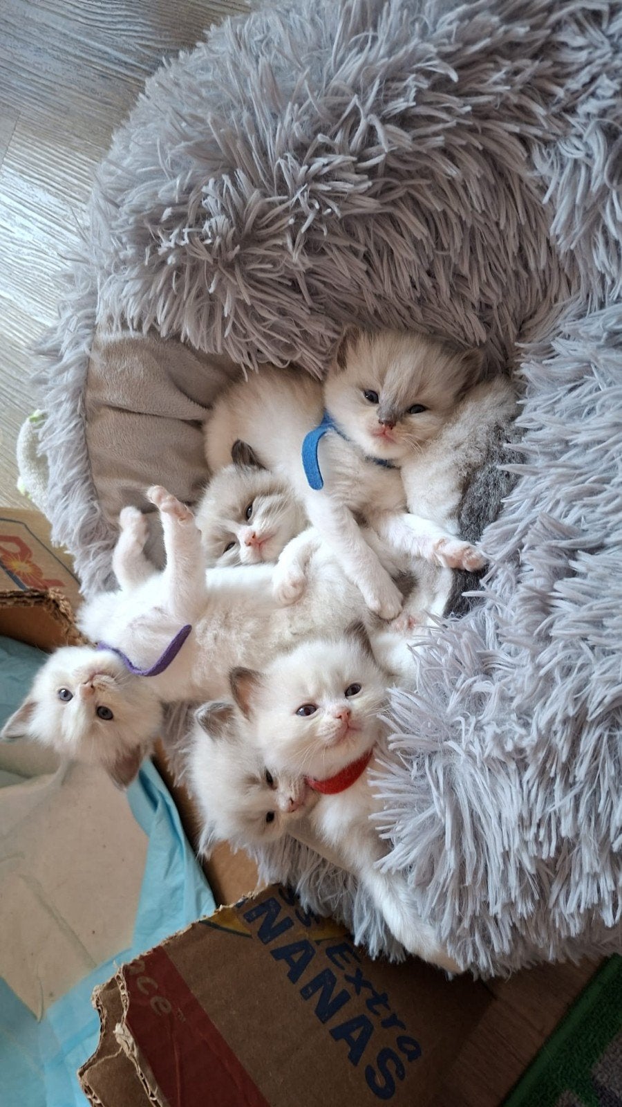 lieve ragdoll kittens, Meerdere dieren, Langharig, 0 tot 2 jaar