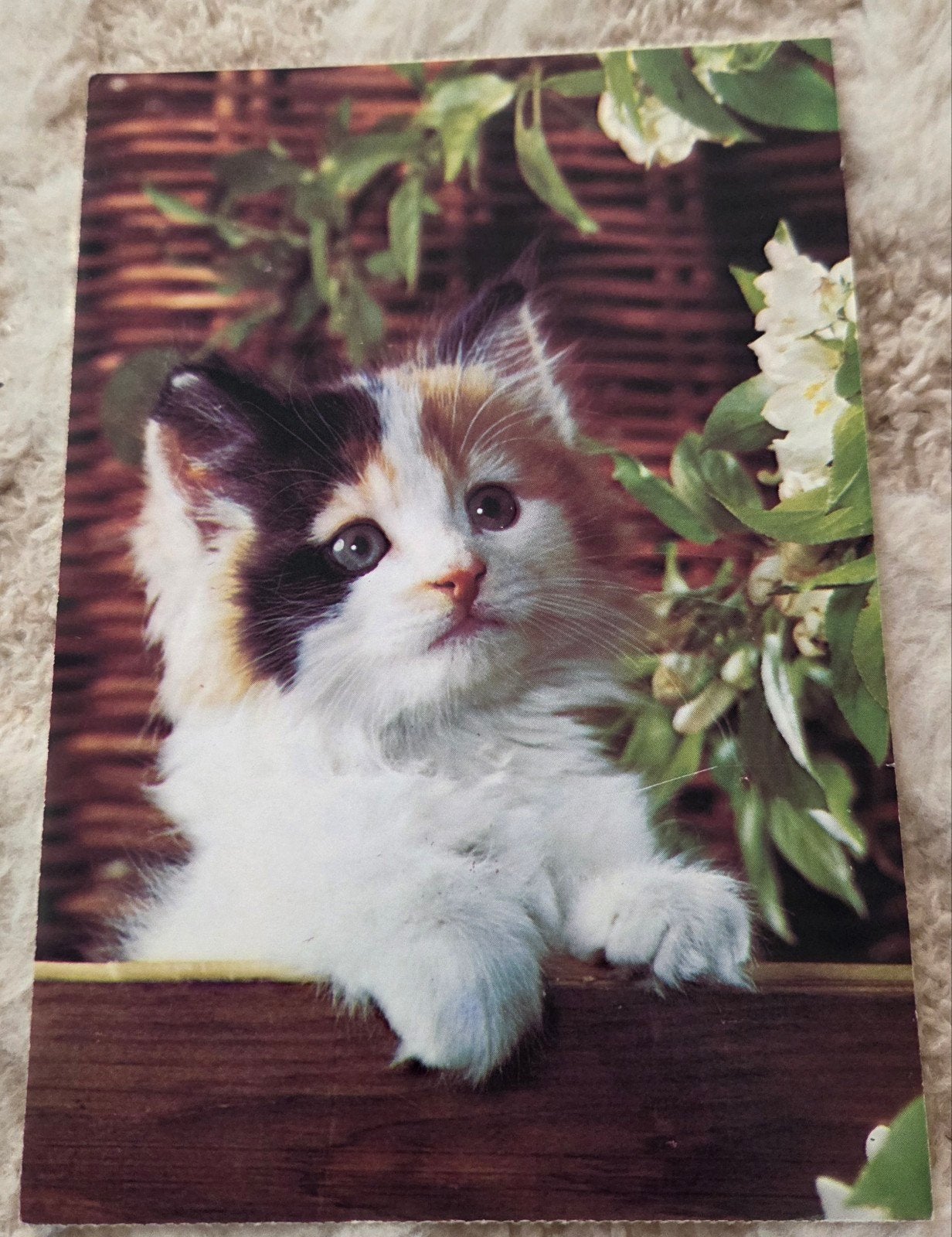 Schattige Calico Kitten, Verzenden, 1960 tot 1980, Ongelopen, Hond of Kat
