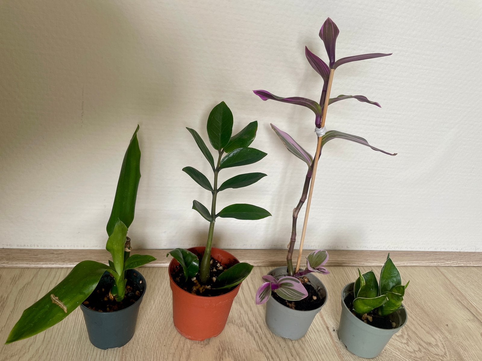 Diverse kleine plantjes: Dracena, Zamioculcas, Tradescantia, Ophalen, Halfschaduw, Minder dan 100 cm
