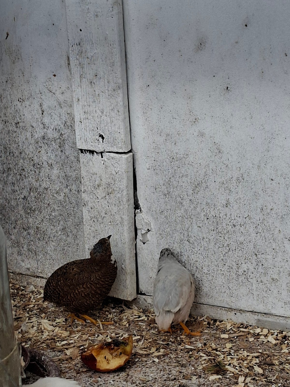 chinese dwergkwartels koppel, Meerdere dieren, Overige soorten