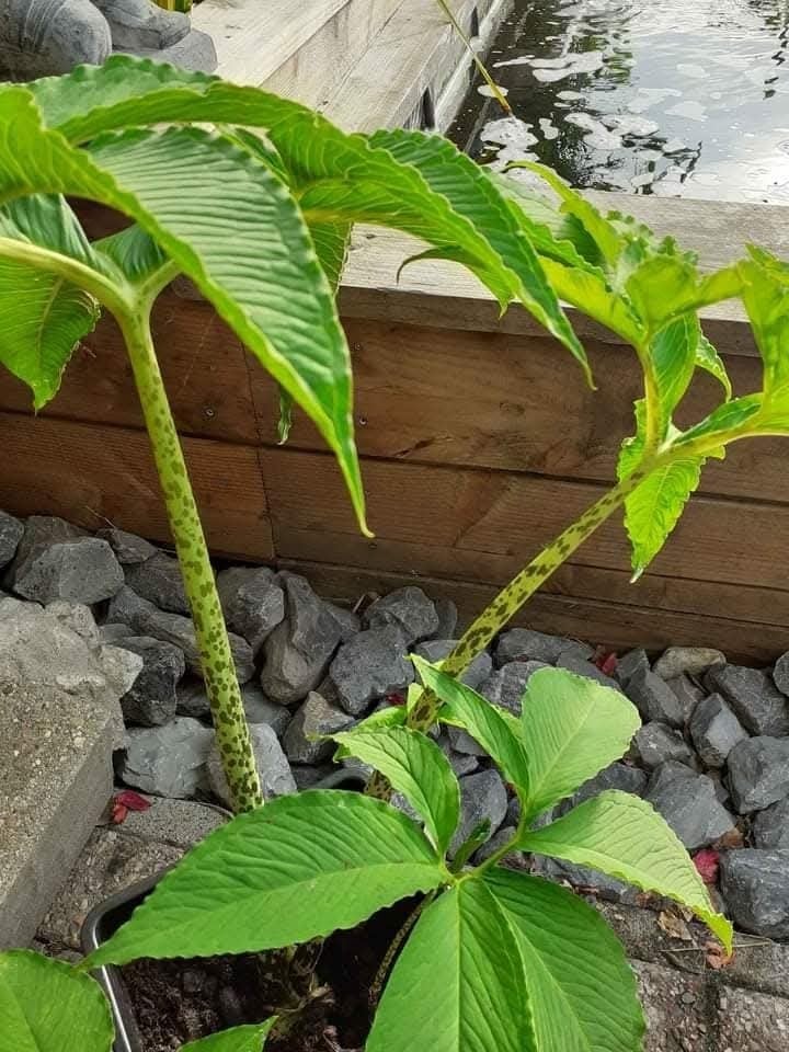 Sauromatum Venosum ( Voodoolelie), Ophalen, Overige soorten, Volle zon