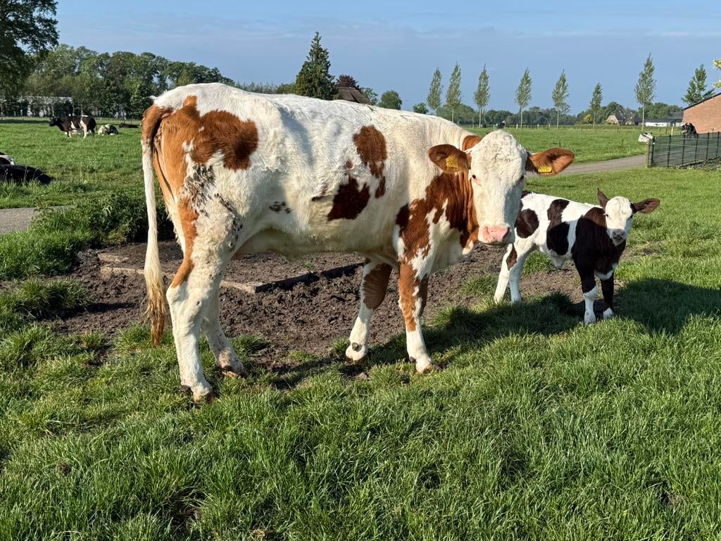 Mooi flekvieh zoogstel (vaarskalf ) te koop, Dieren en Toebehoren, Mannelijk