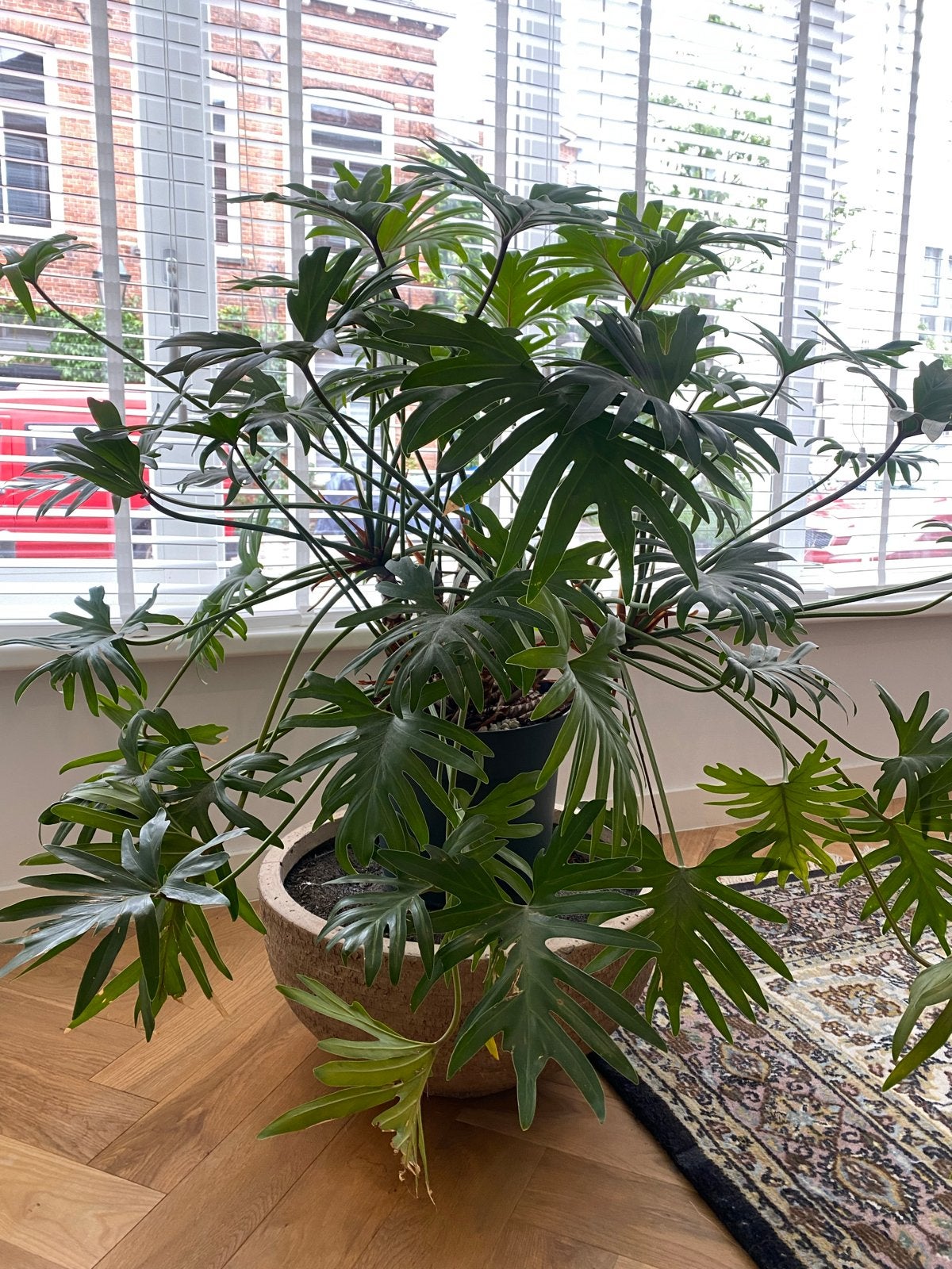 Grote Philodendron Selloum Kamerplant in Pot, Ophalen, 100 tot 150 cm, Overige soorten, Halfschaduw
