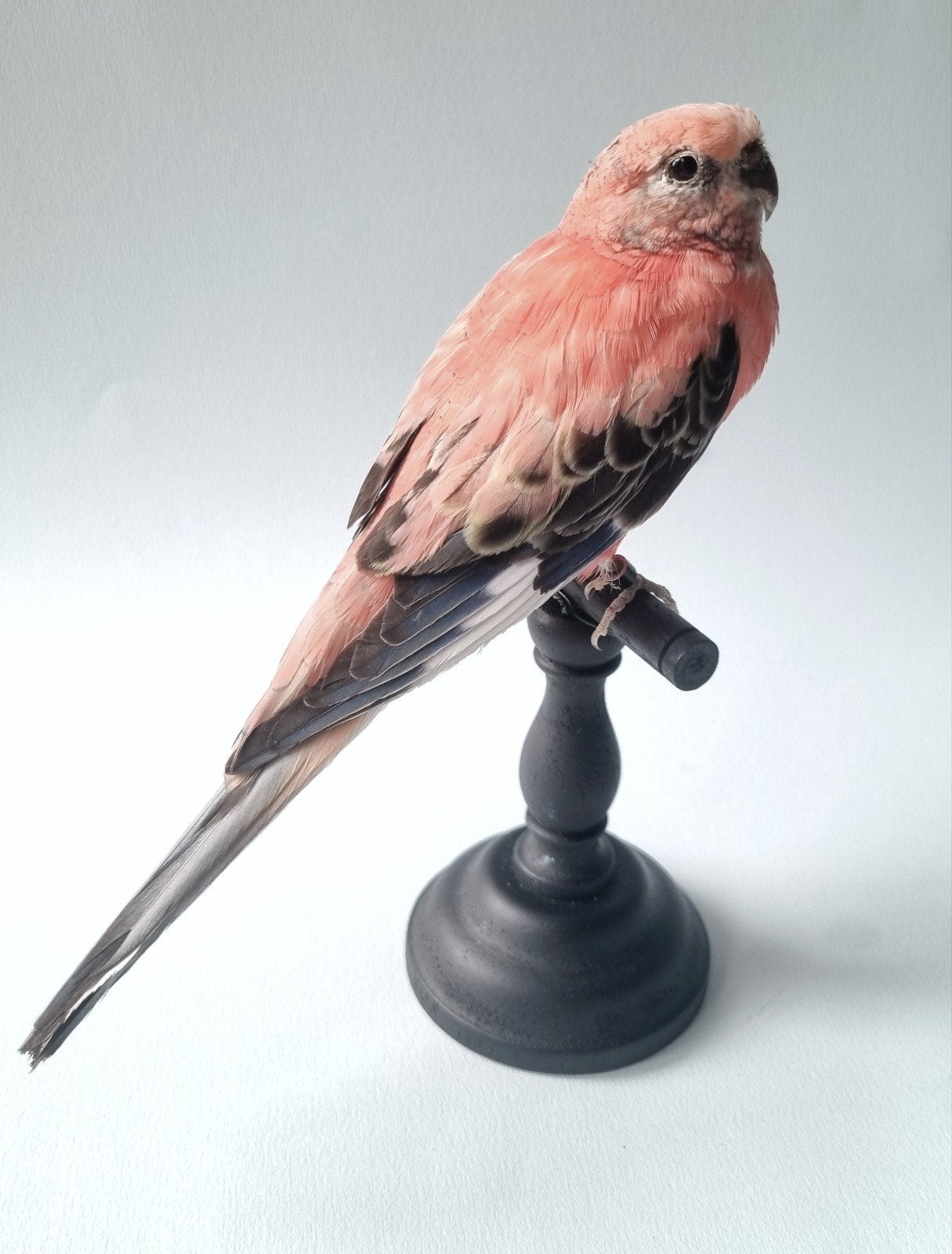 Opgezette roze bourkes parkiet vogel, Ophalen of Verzenden, Zo goed als nieuw, Vogel, Opgezet dier