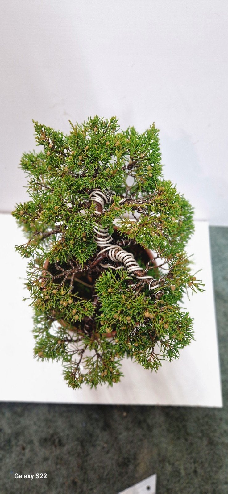 Juniperus Itoigawa Bonsai in Kunststof Pot, Ophalen of Verzenden