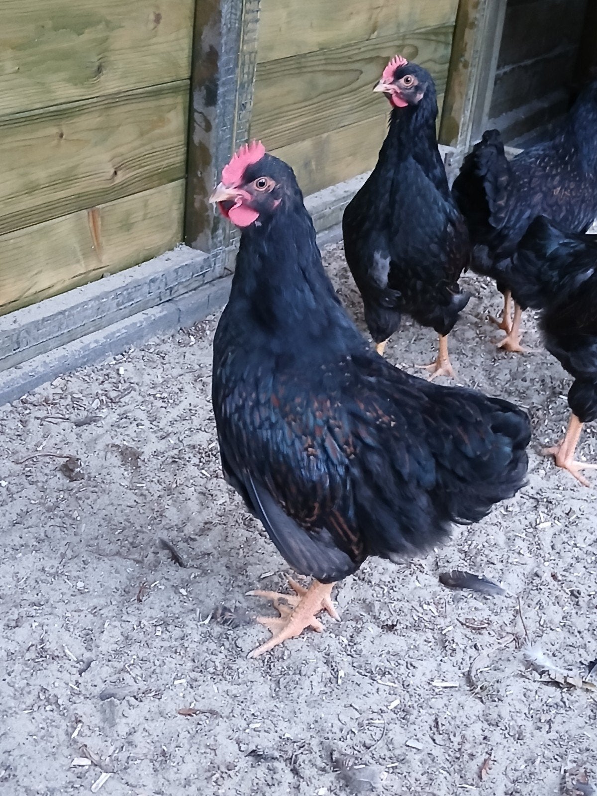 2 dubbelgezoomde barnevelder hanen en 1 hen, Dieren en Toebehoren, Mannelijk, Kip