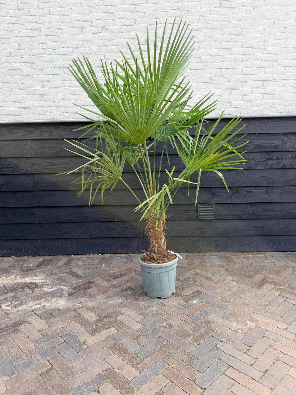 Trachycarpus fortunei palmbomen stamhoogte 30/40 cm, 100 tot 250 cm, Zomer, Palmboom, Ophalen