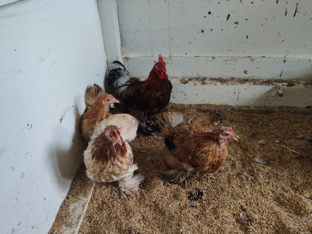 trio cochin kriel, Dieren en Toebehoren, Meerdere dieren, Kip