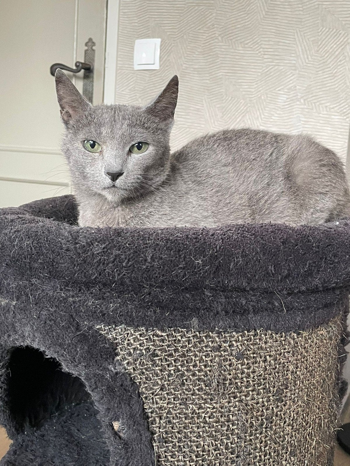 blauwe rus poes met stamboom, Dieren en Toebehoren, Poes, Met stamboom