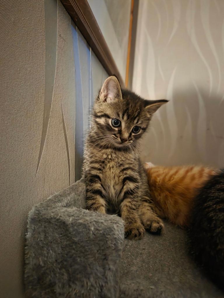 Broer en zusje opzoek naar nieuwe mand, Meerdere dieren, Kortharig, 0 tot 2 jaar
