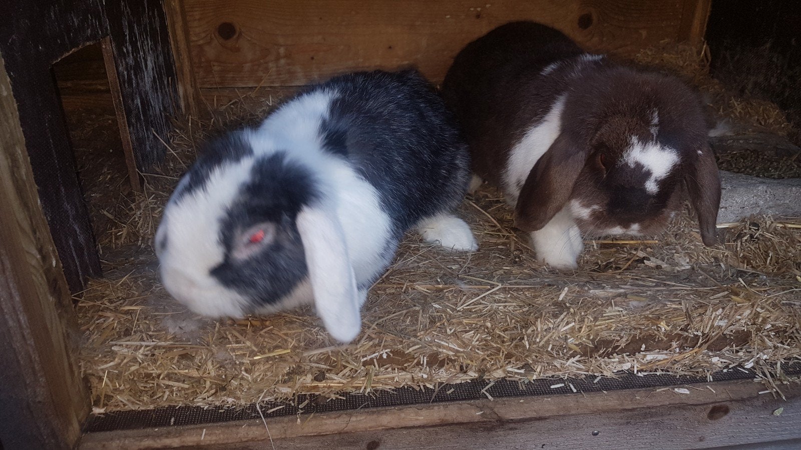 Zeer lief en supermooi koppel konijnen., Dieren en Toebehoren, Konijnen, Meerdere dieren, Dwerg, Hangoor, 0 tot 2 jaar