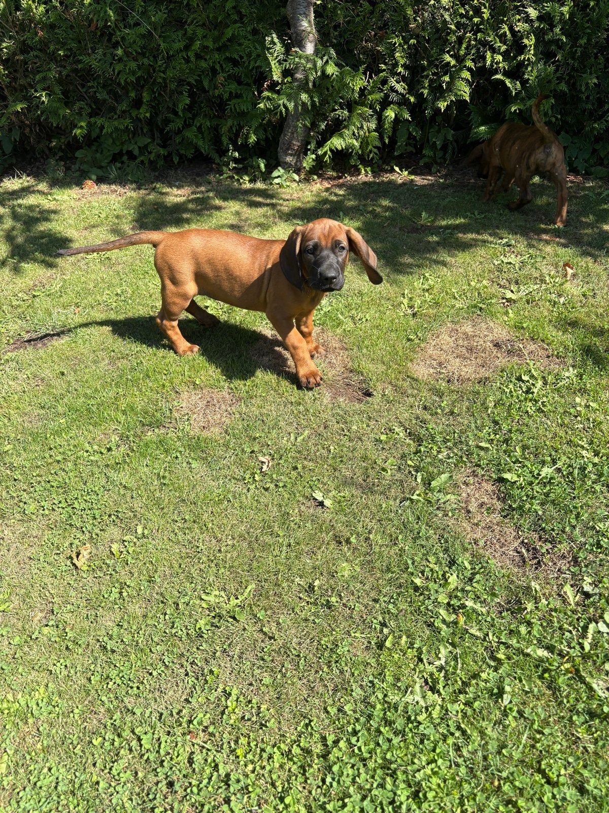 Hannover Zweethond pups, Parvo, 8 tot 15 weken, Teef, Meerdere