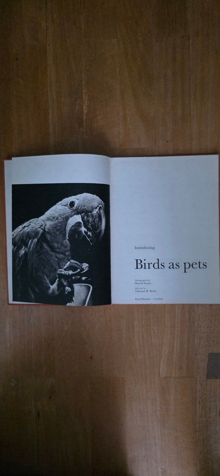 Birds as pets, Meerdere dieren