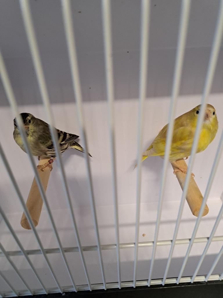 Te koop koppel europese sijzen, Dieren en Toebehoren, Vogels | Overige Vogels, Meerdere dieren, Wildzangvogel