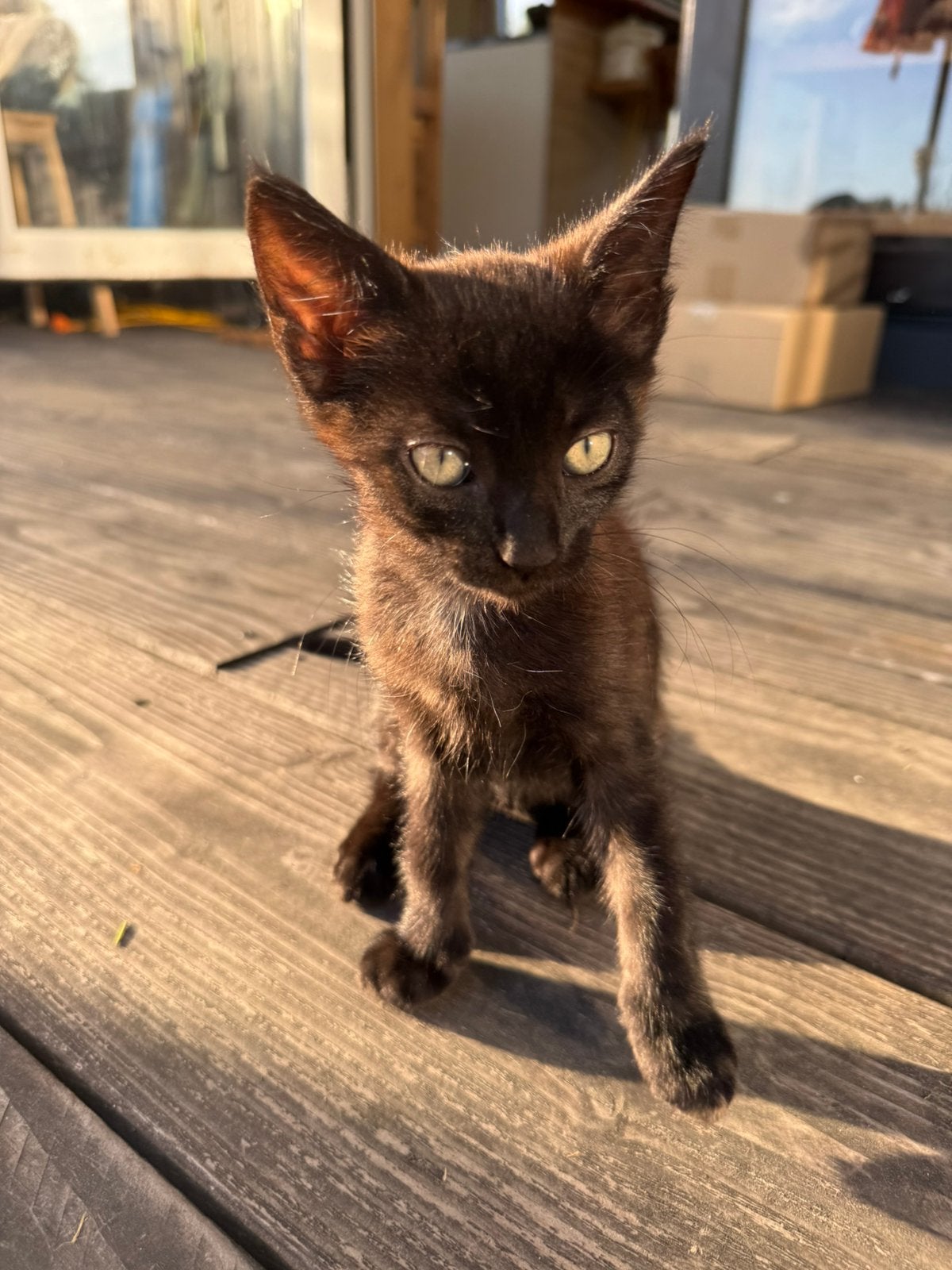 Lief katje / kitten te koop (mannetje), Meerdere dieren