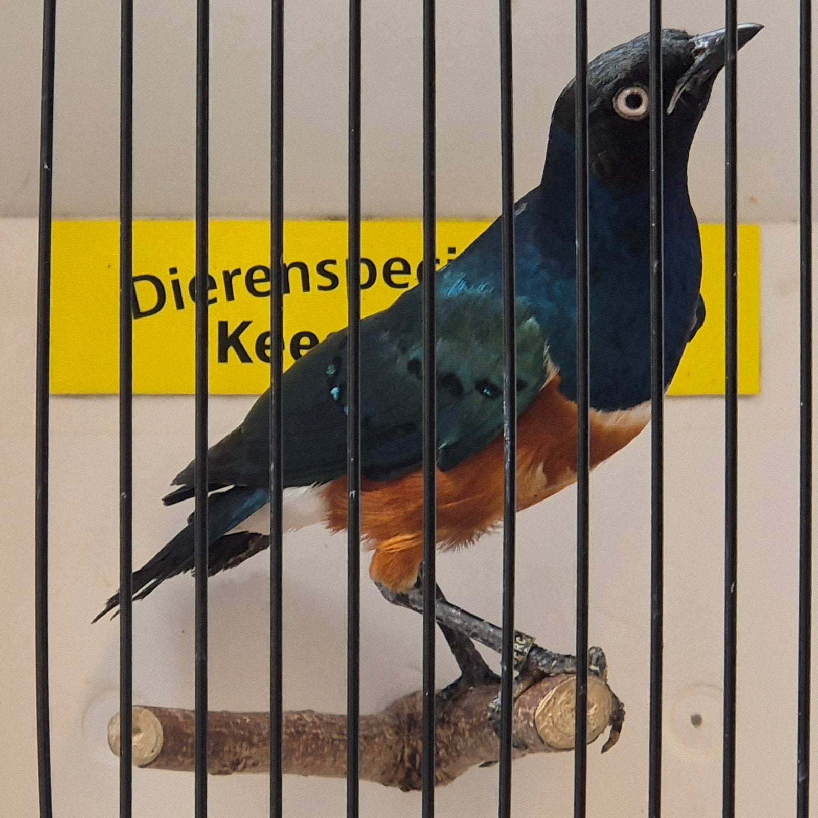 driekleur glansspreeuw pop, Dieren en Toebehoren