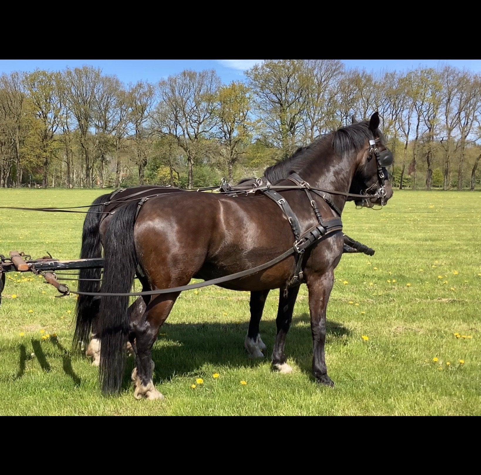 Marathonthuig dubbelspan paard, Ideal Equestrian, Gebruikt, Recreatie, Symmetrisch