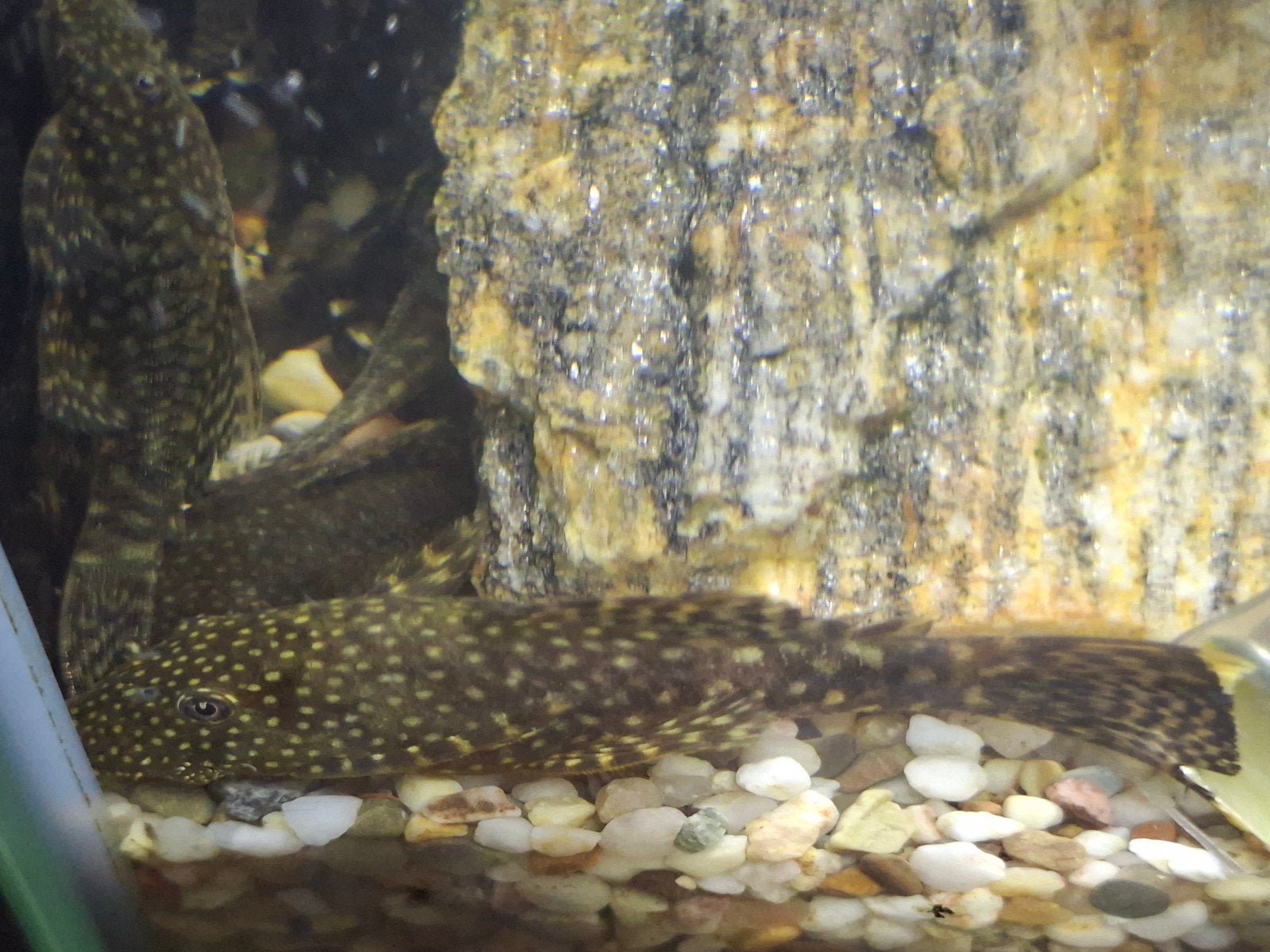 Jonge Ancistrus, Vis