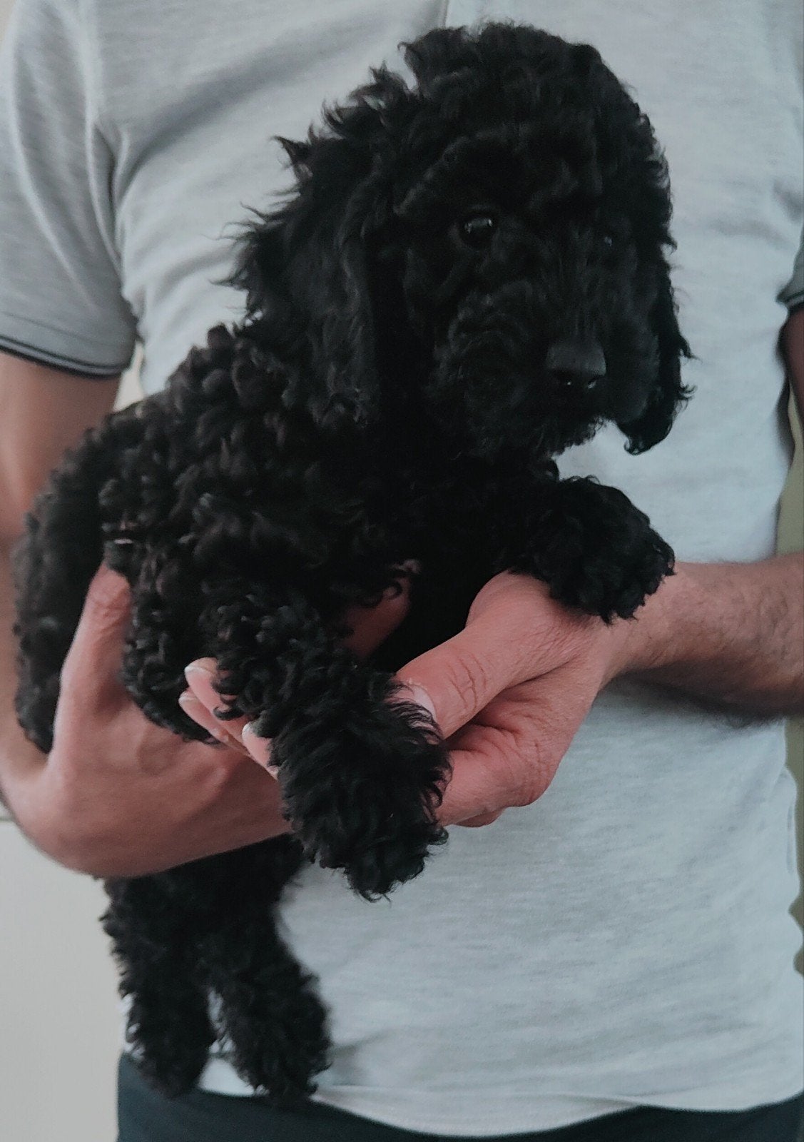 Toy Poedel, Overige rassen, 8 tot 15 weken, Teef, Eén hond