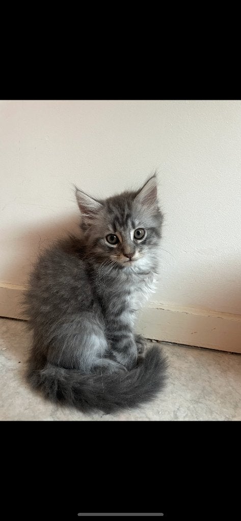 Kittens mix Perzische en maincoon, 0 tot 2 jaar