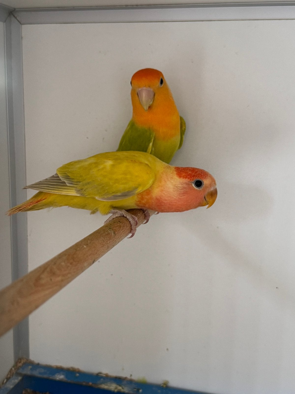 7 Jonge Agapornis roseicollie dwergpapegaai om tam te maken, Vrouwelijk, Dwergpapegaai of Agapornis, Tam