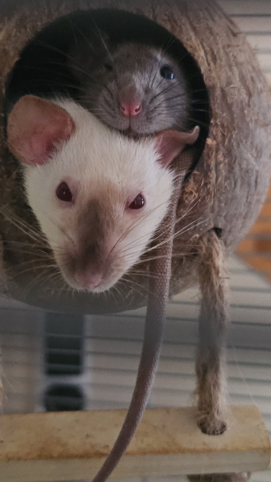 4 lieve ratjes, Dieren en Toebehoren, Februari, Vrouwelijk, Rat