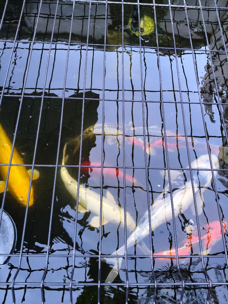 7 koi karpers, Karper of Koi
