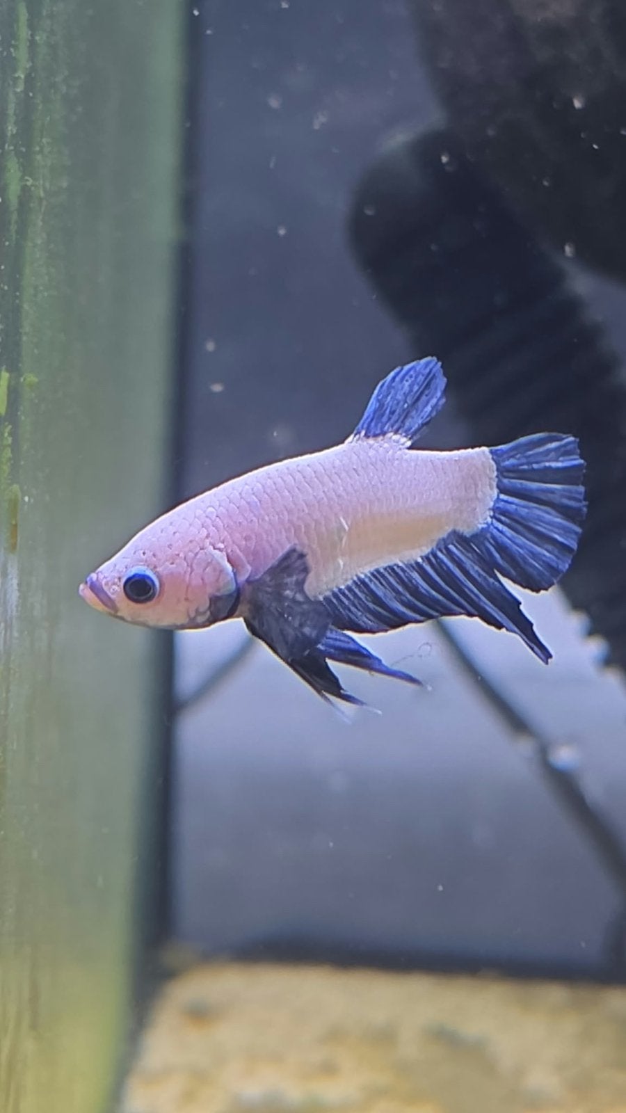 Betta splendens blue rim male, Vis, Zoetwatervis