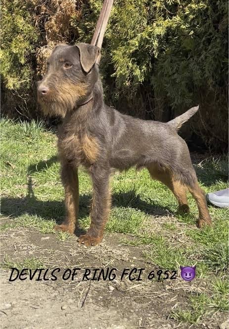 Gezocht duitsejachtterier, Dieren en Toebehoren, Nederland, Reu, 8 tot 15 weken, Eén hond