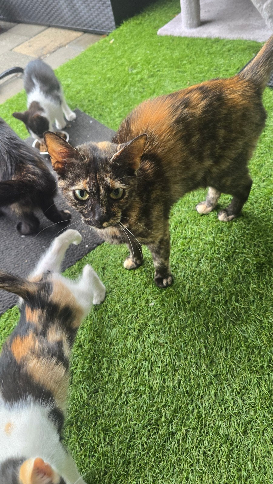 gratis kittens plus moeder KITTENS OP FOTO 2,4 EN 7 ZIJN WEG, Dieren en Toebehoren, Katten en Kittens | Overige Katten, Meerdere dieren