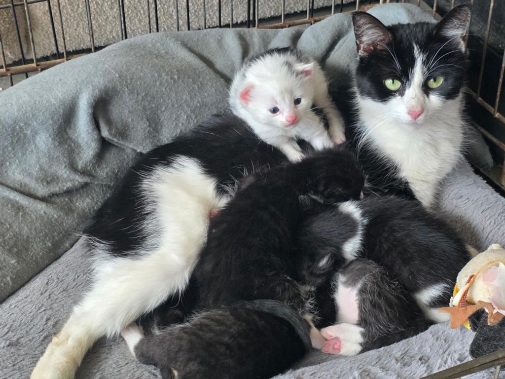 Lieve kittens aangeboden 🥰, Dieren en Toebehoren, Meerdere dieren, Kortharig, 0 tot 2 jaar