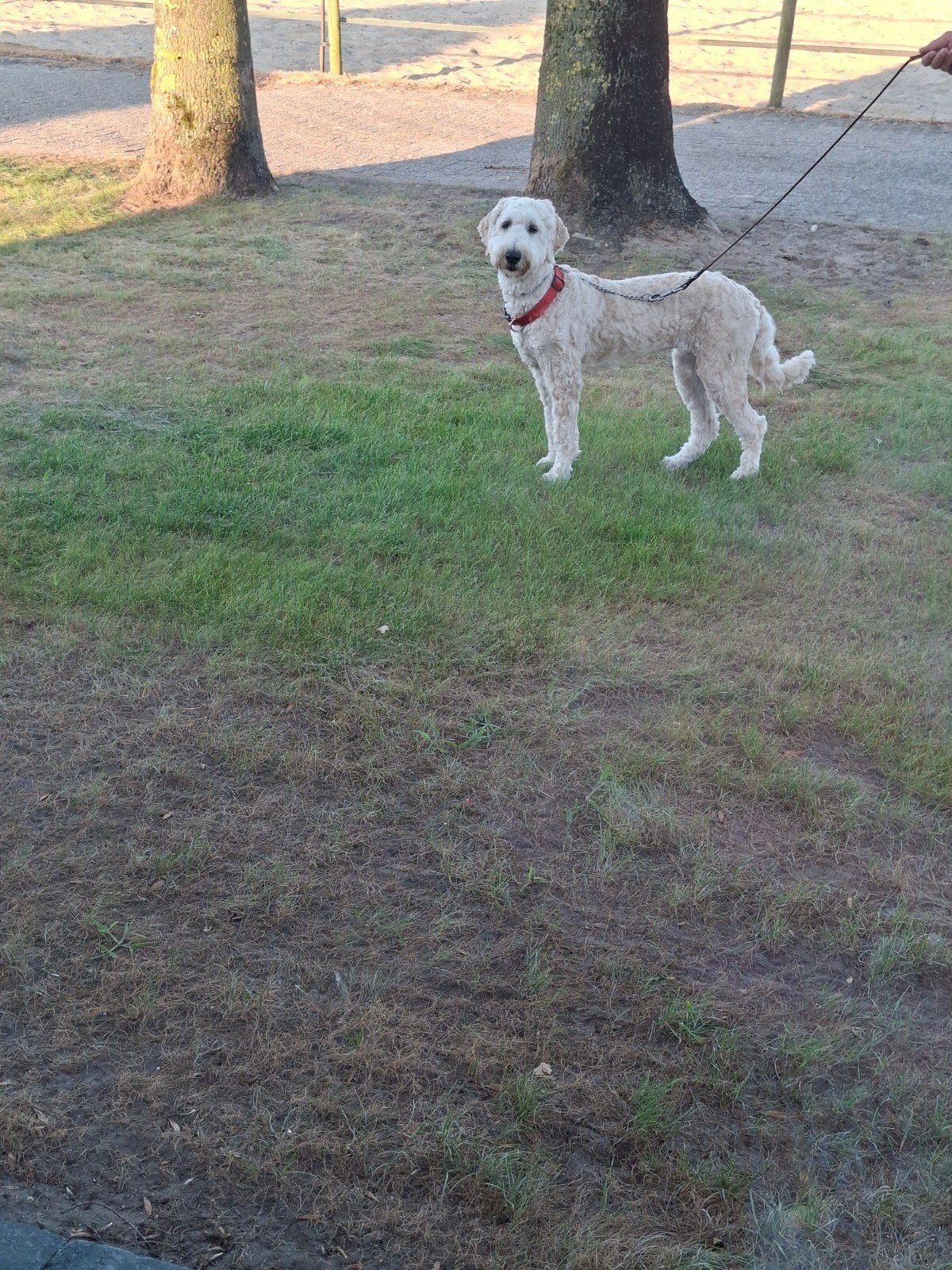 mooie labradoodle half jaar oud, 15 weken tot 1 jaar, Overige rassen, Teef, Parvo
