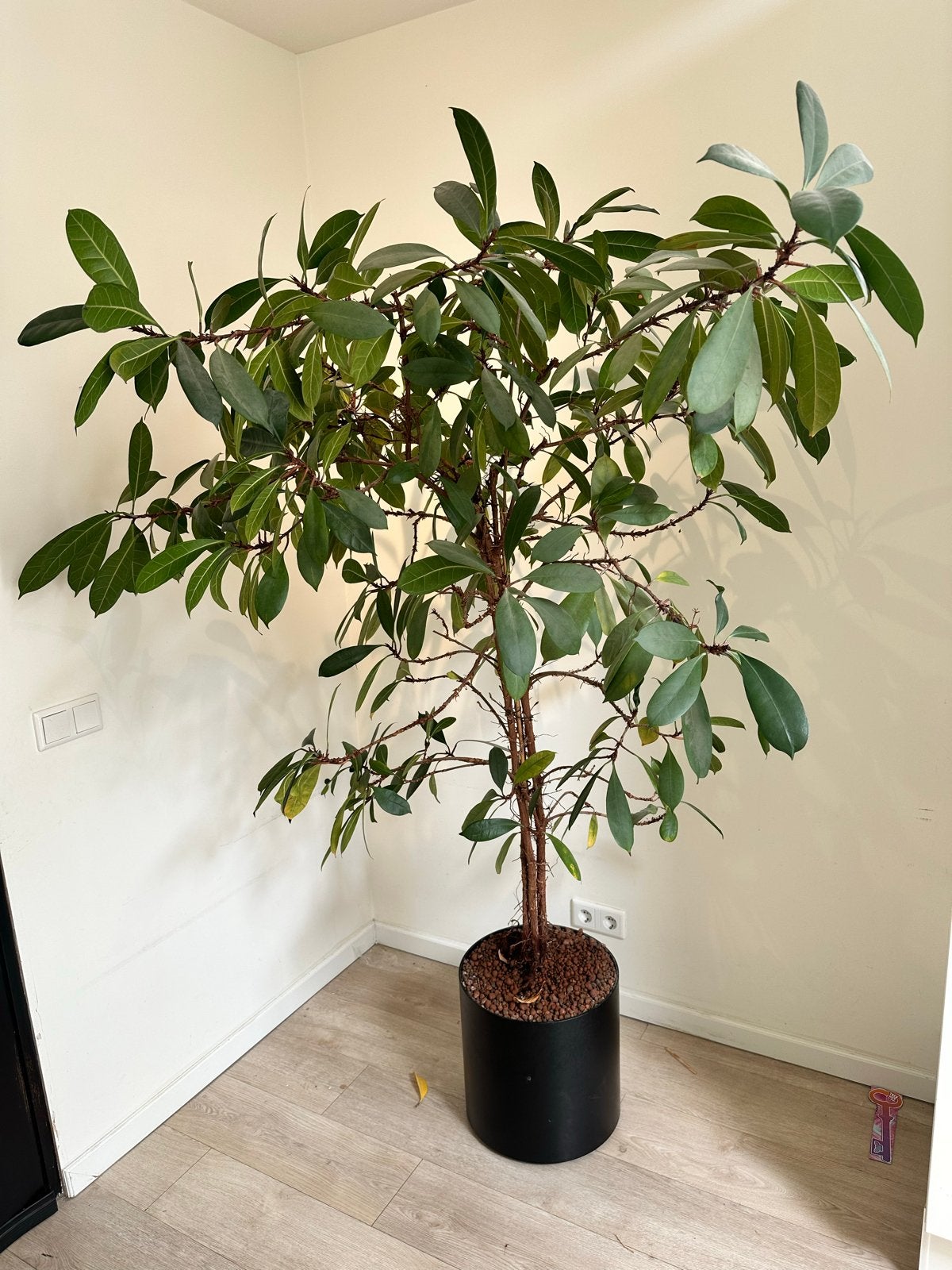Kamerplant - 200x100 - Ficus cyathistipula (Afrikaanse vijg), Ophalen, Binnen, Groen, Kunstplant