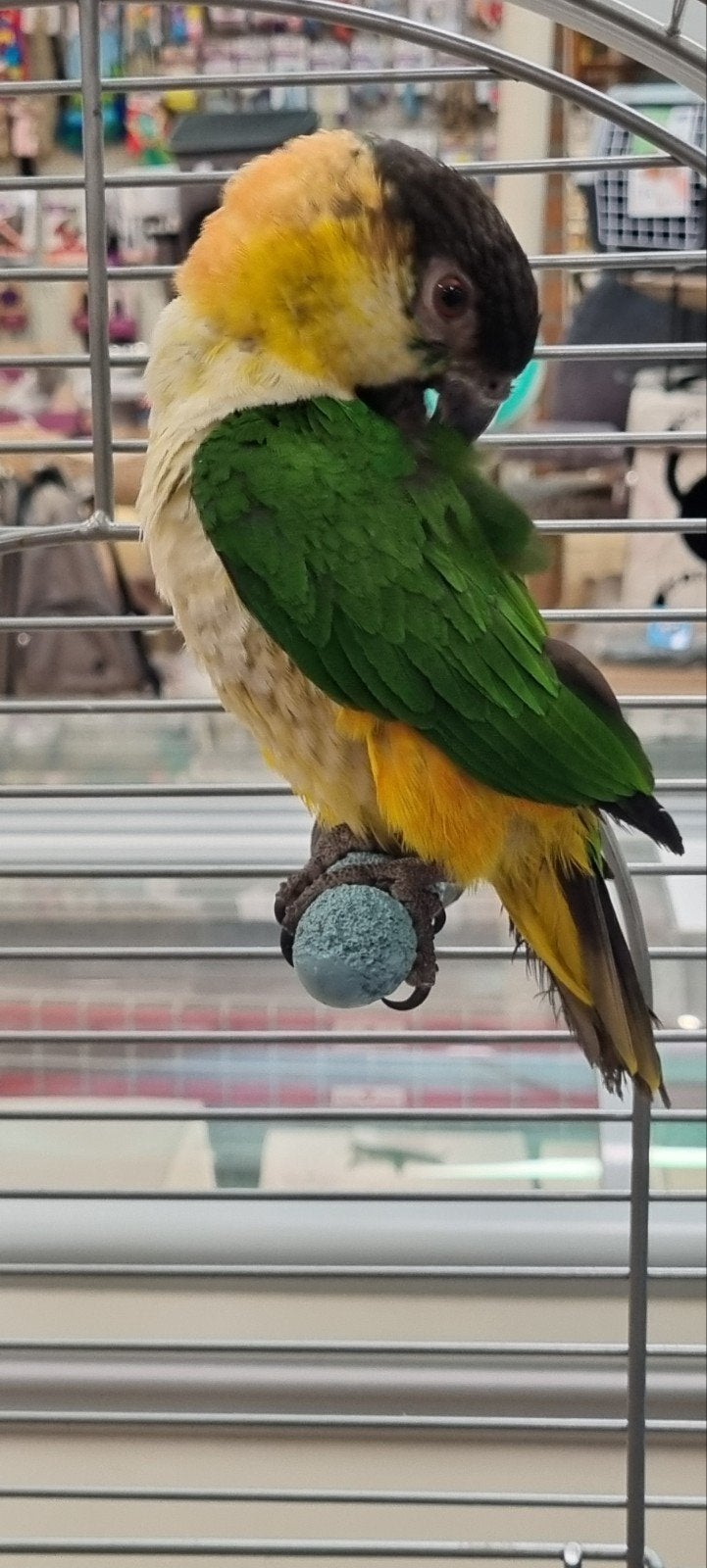 Zwartkop Caique man!, Mannelijk, Papegaai, Geringd