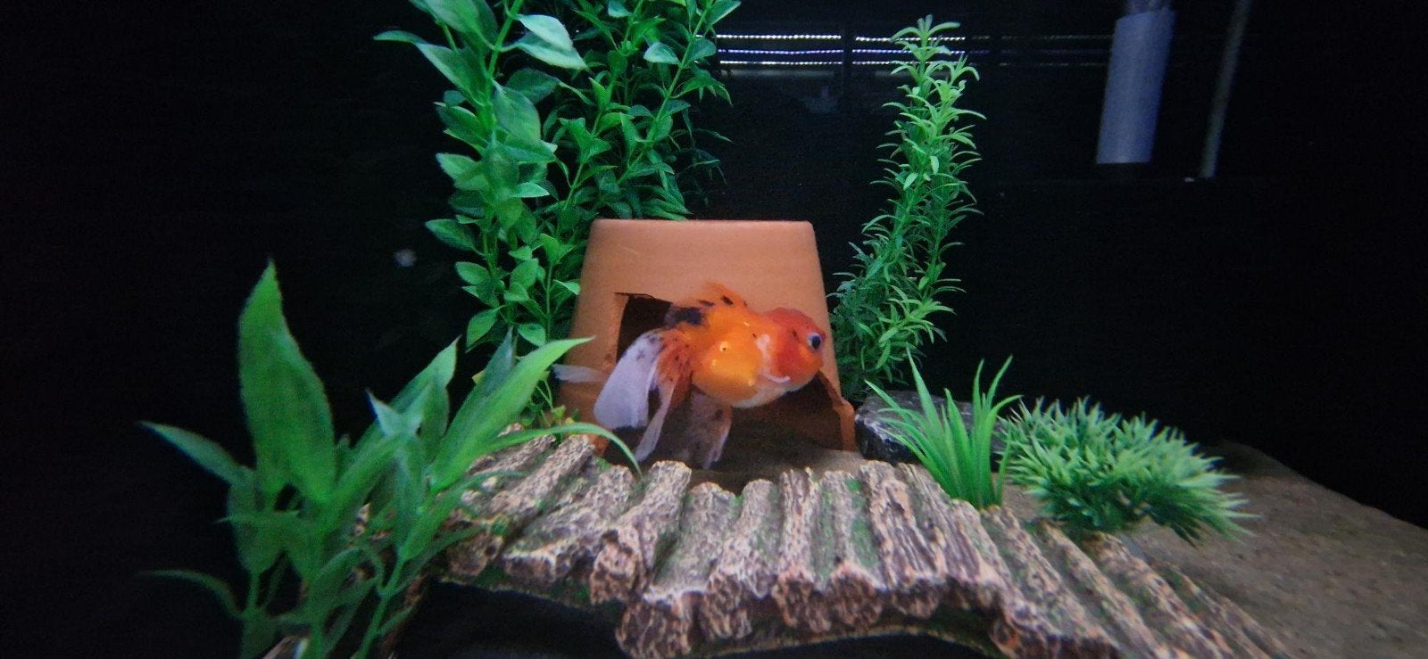 Leeuwenkop goudvis, Vis
