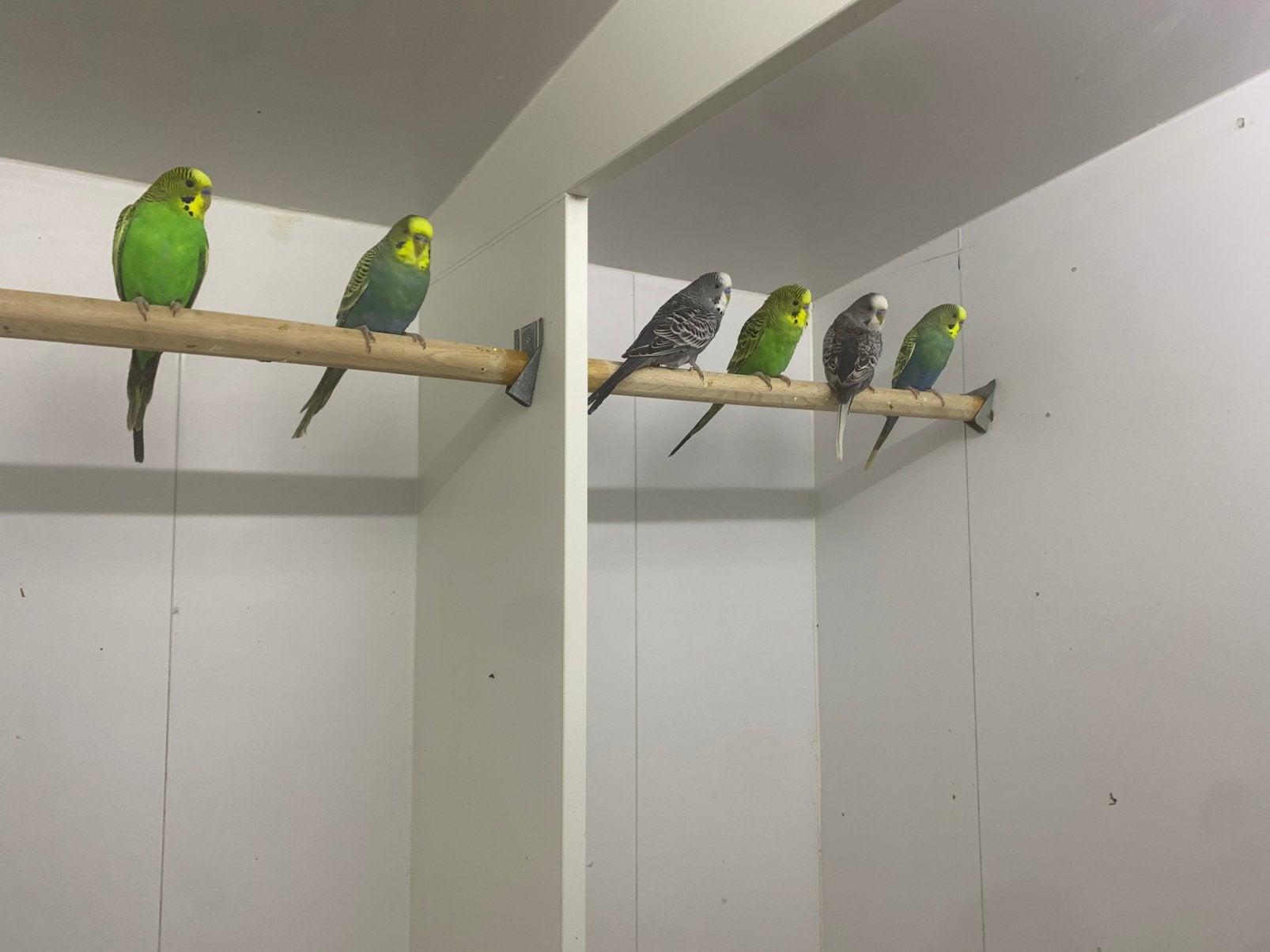 Grasparkieten, Dieren en Toebehoren, Meerdere dieren, Parkiet, Geringd